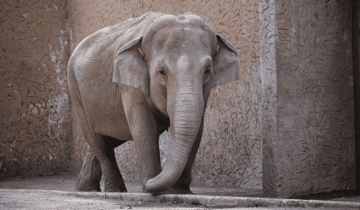 An elephant captive in a zoo.
