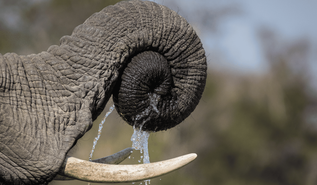 An elephant's trunk shoveling water into their mouth.