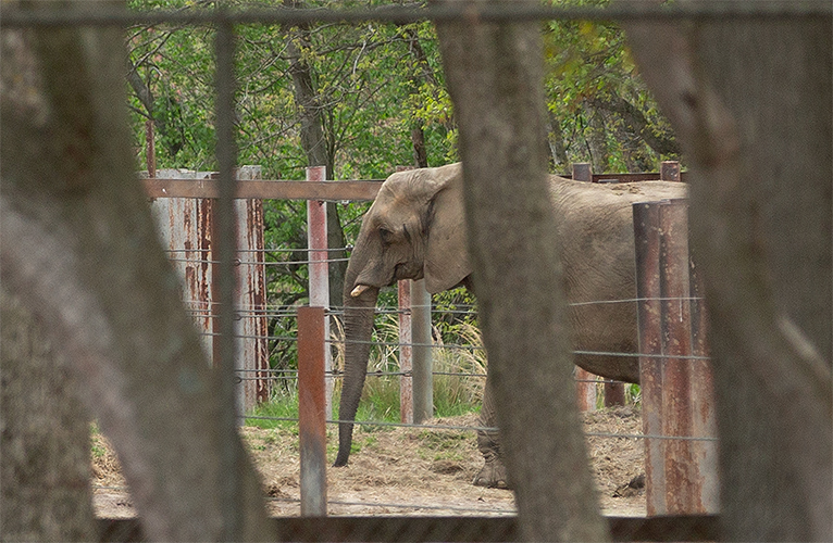 Joyce in an enclosure at Six Flags.