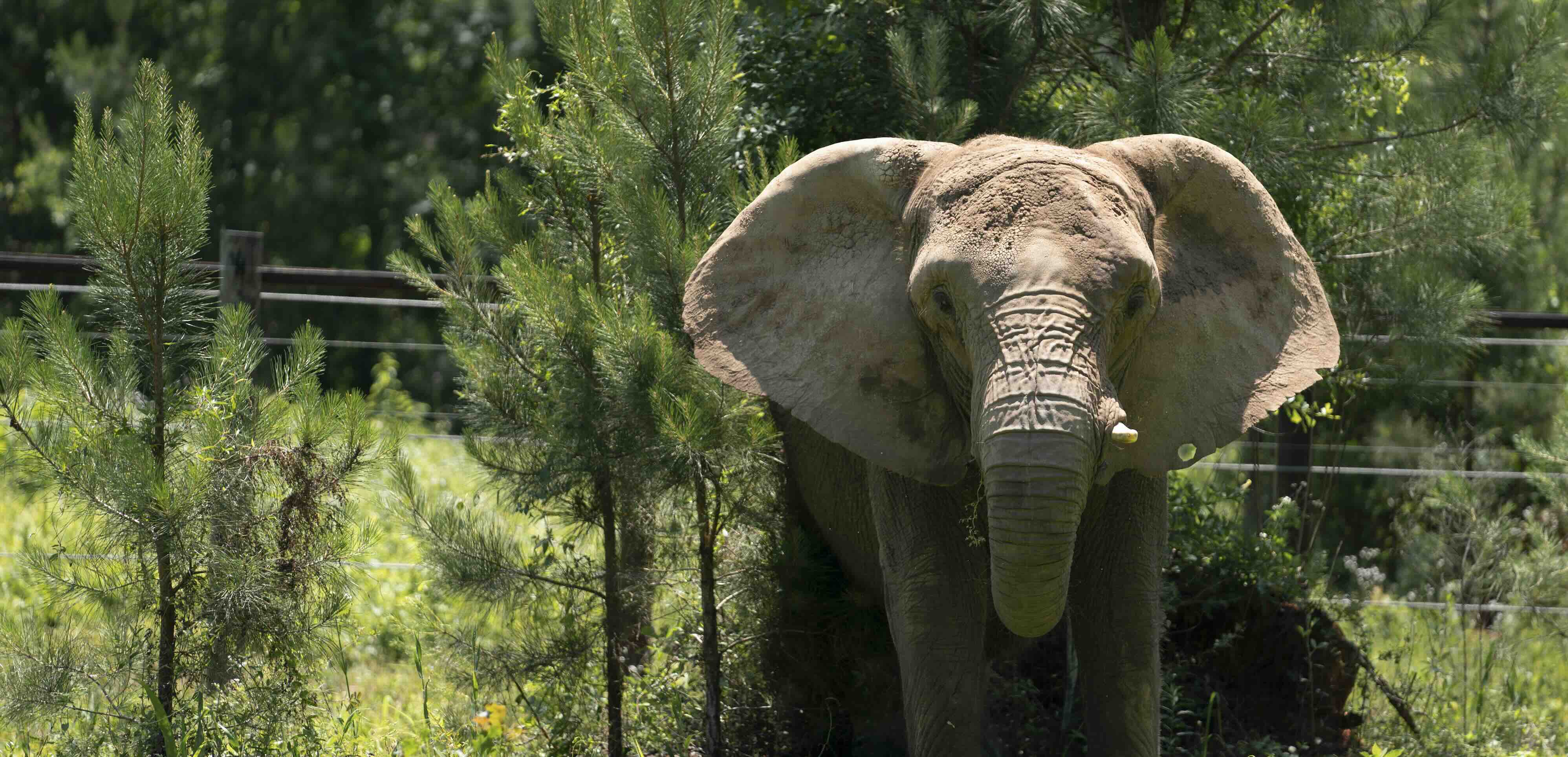 Mundi the elephant in her new home at ERNA.