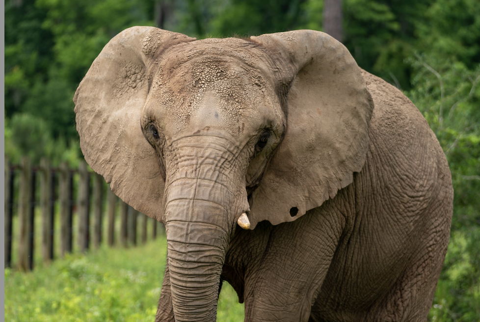 Mundi the elephant at her new home at a sanctuary in Georgia.