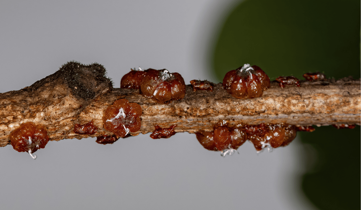 Lac bugs on a branch.