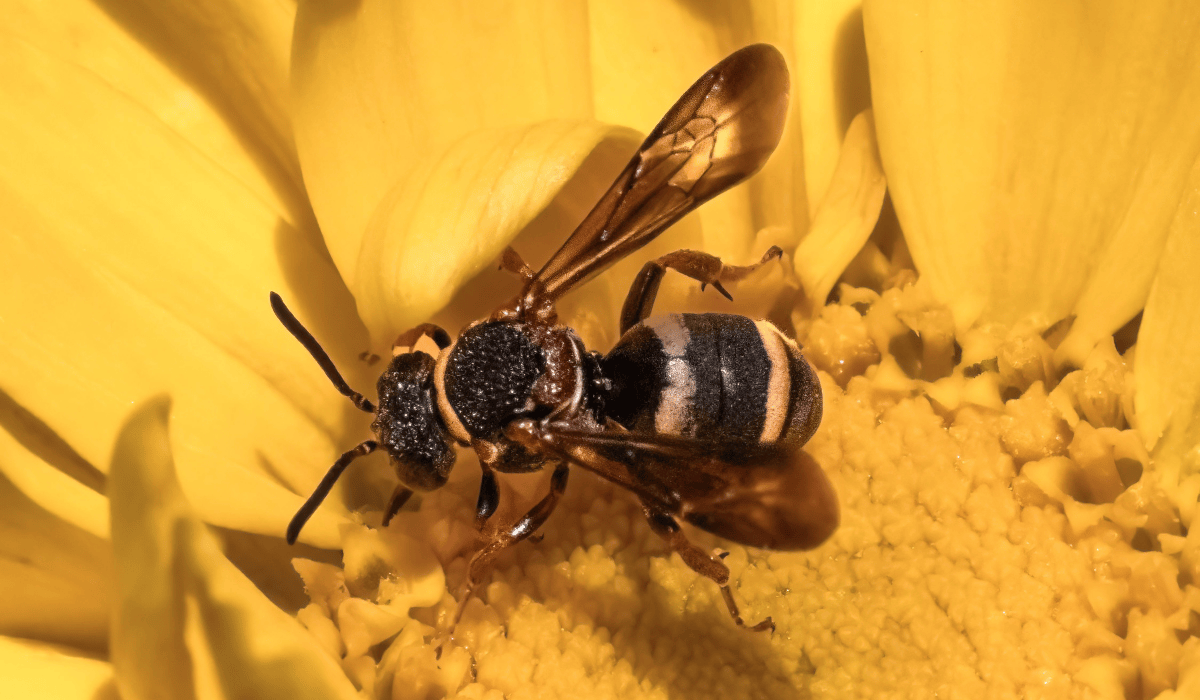 A cuckoo bee on an orange flower.