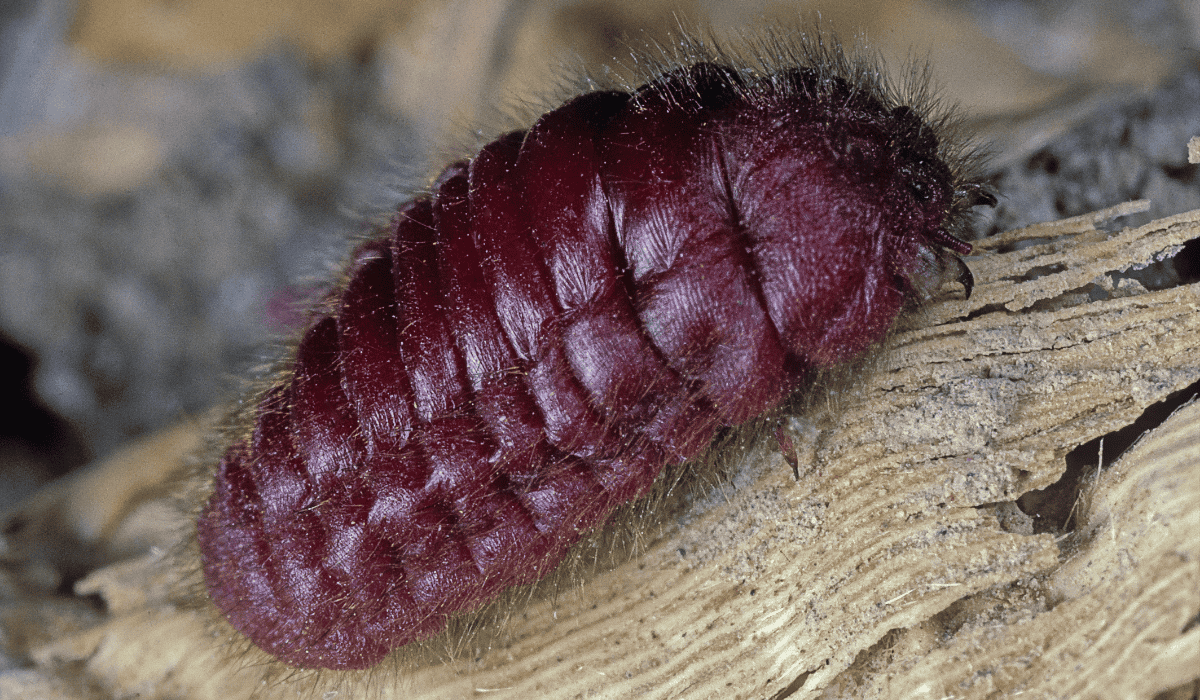A cochineal insect on a branch.