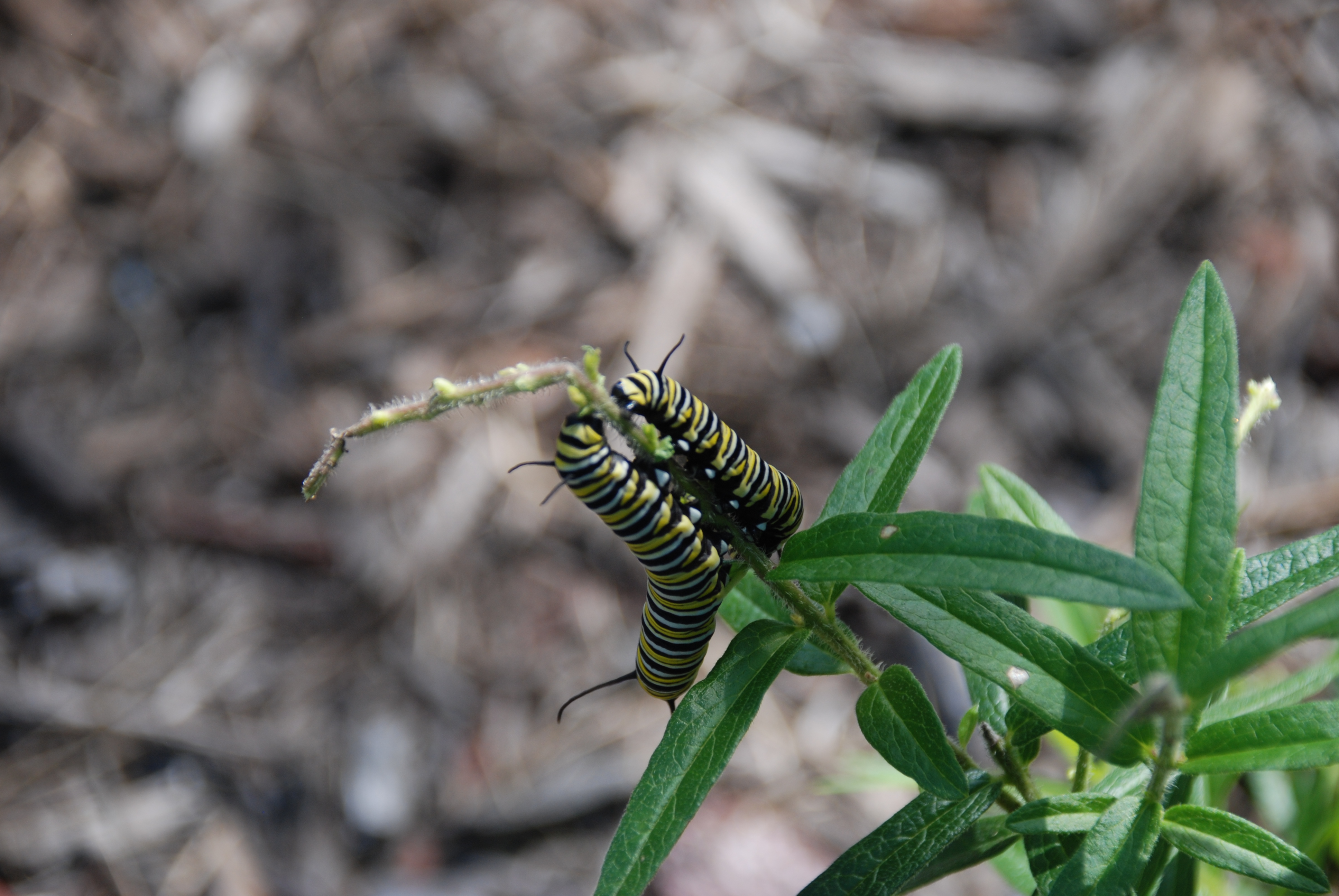 Two caterpillars on a leaf.