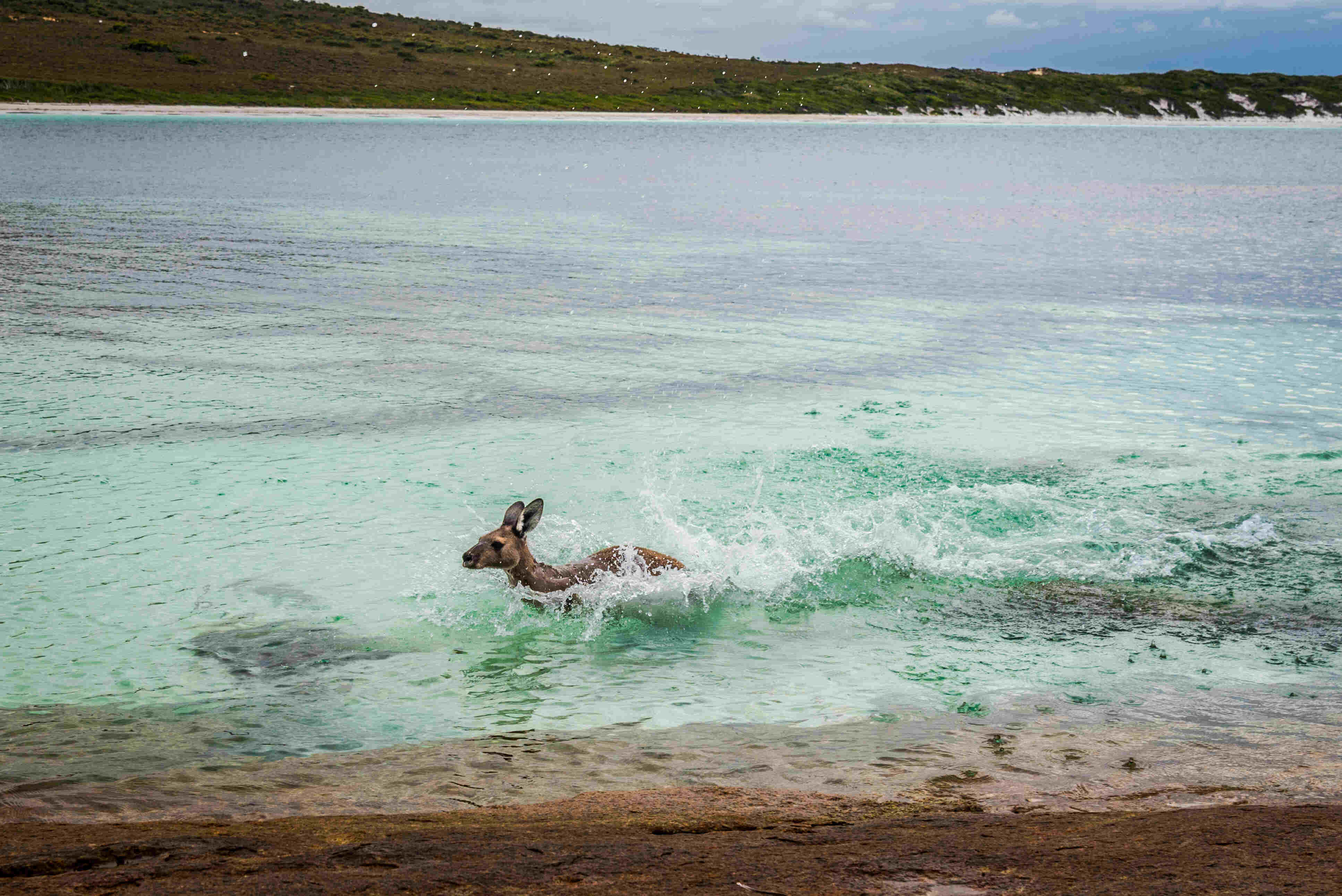 Kangaroo Swimming Through Shallow Turquoise Water Near the Shoreline.
