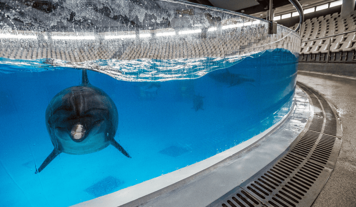 A dolphin in a small tank in captivity at a marine entertainment venue.