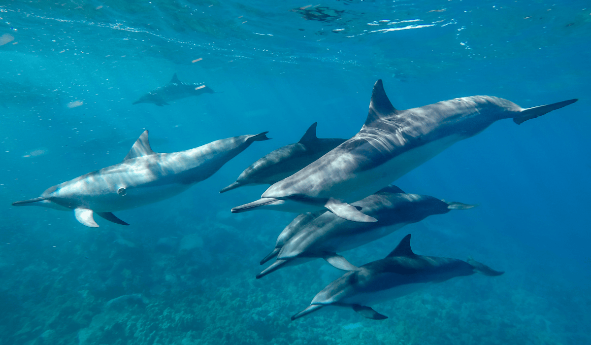 A pod of dolphins swimming together in the ocean.