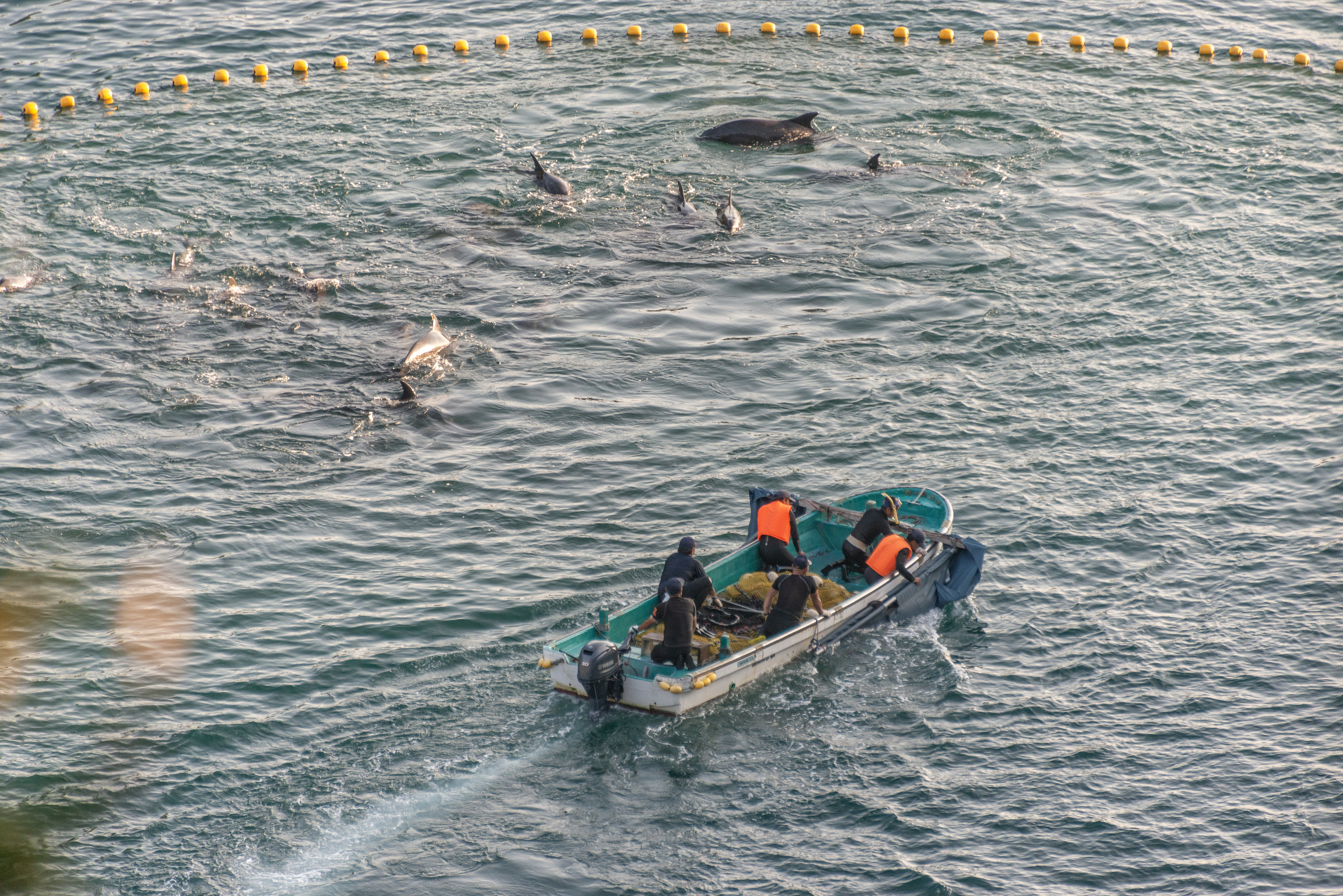 Dolphin hunters in Taiji, Japan gather to mercilessly hunt down wild pods of dolphins or other small whales who pass through the waters. Image credit: Robert Gilhooly