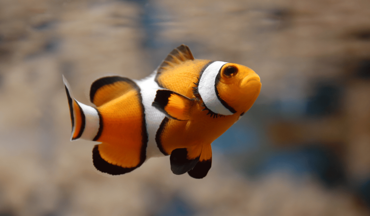 A clownfish.