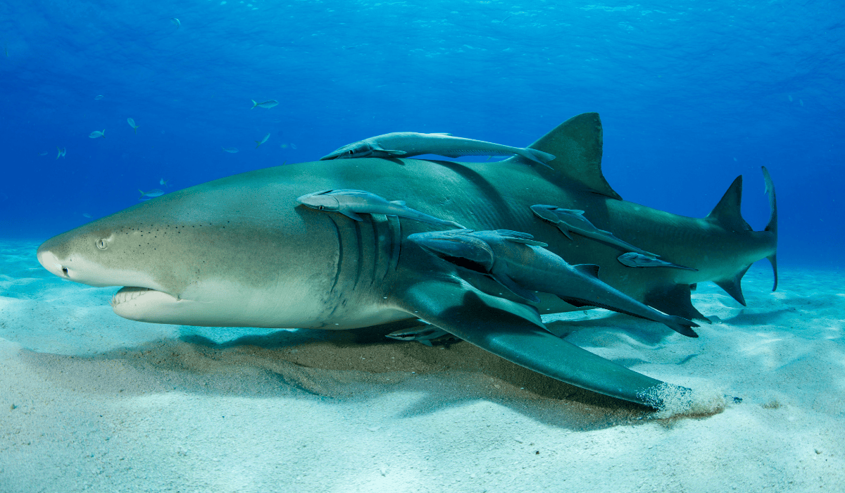 A group of remoras clinging to a lemon shark.
