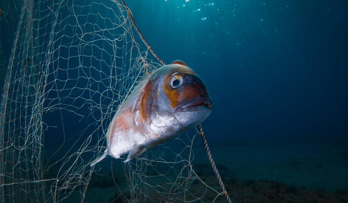 A fish caught in a net in the ocean.