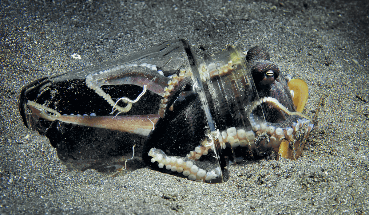 An octopus in a jar on the sandy bottom of the ocean.