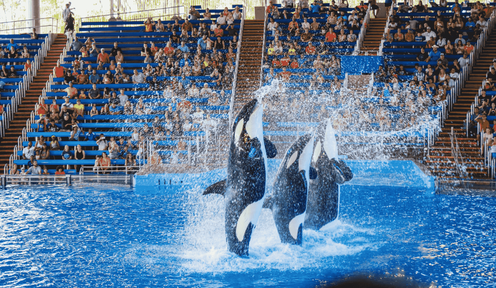 Orcas at SeaWorld performing in a show.