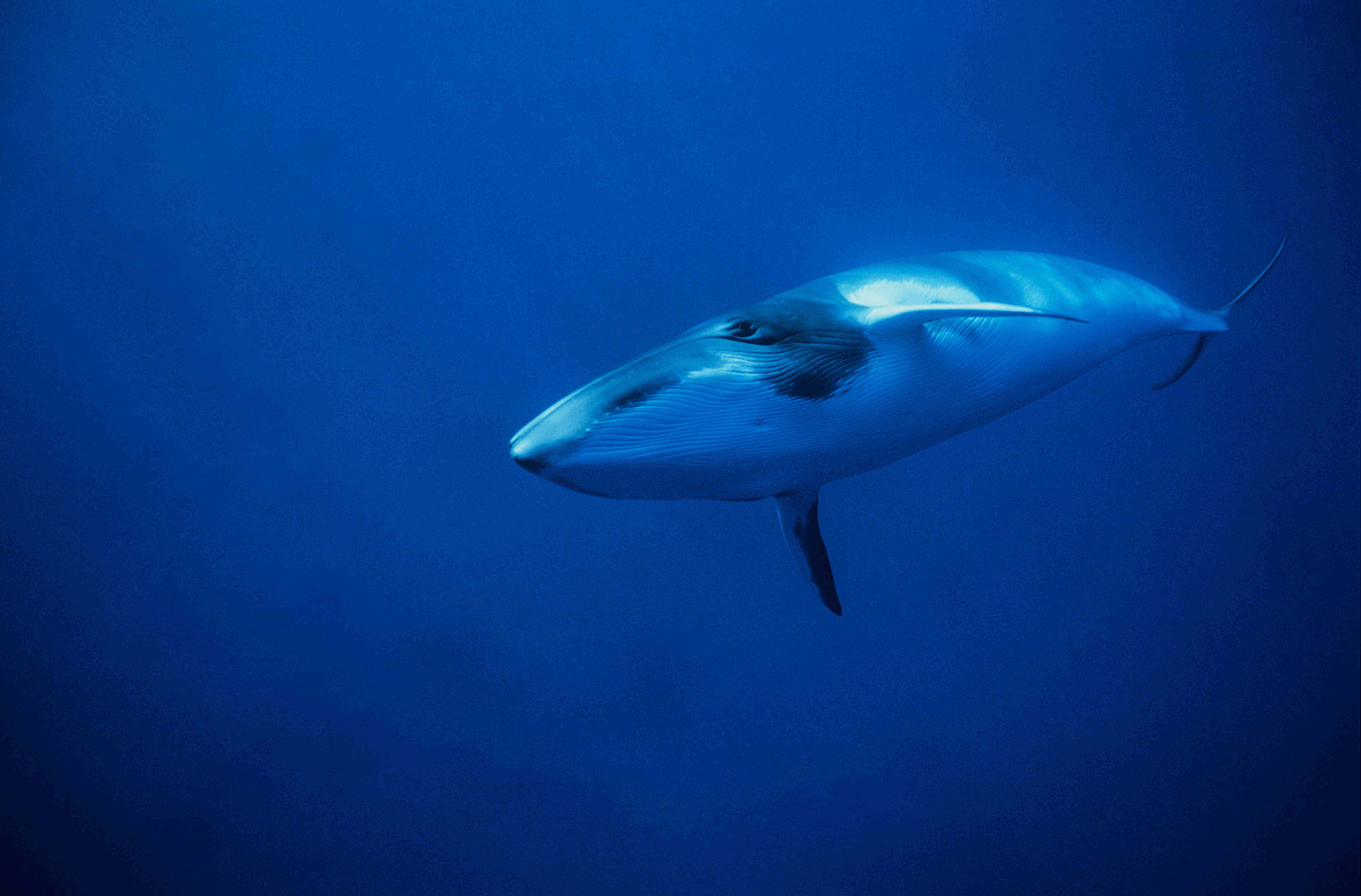 A minke whale swimming in the ocean.