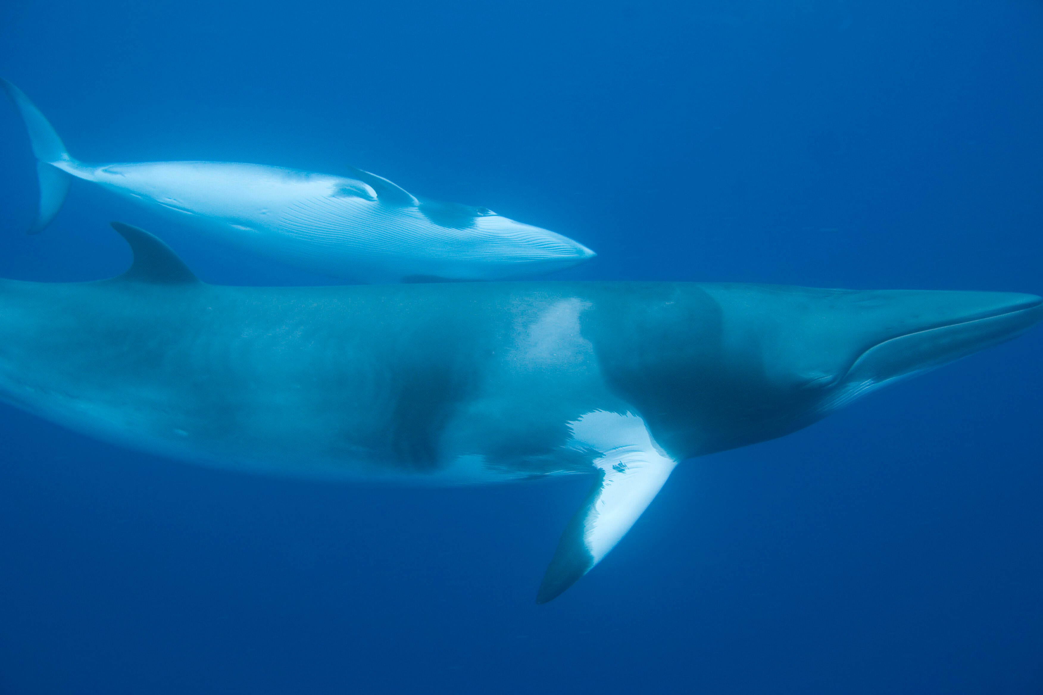 Two minke whales swimming in the ocean.
