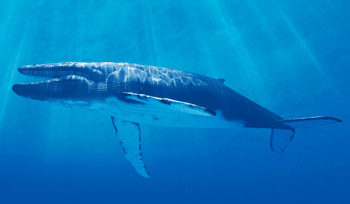 A blue whale swimming in the ocean.