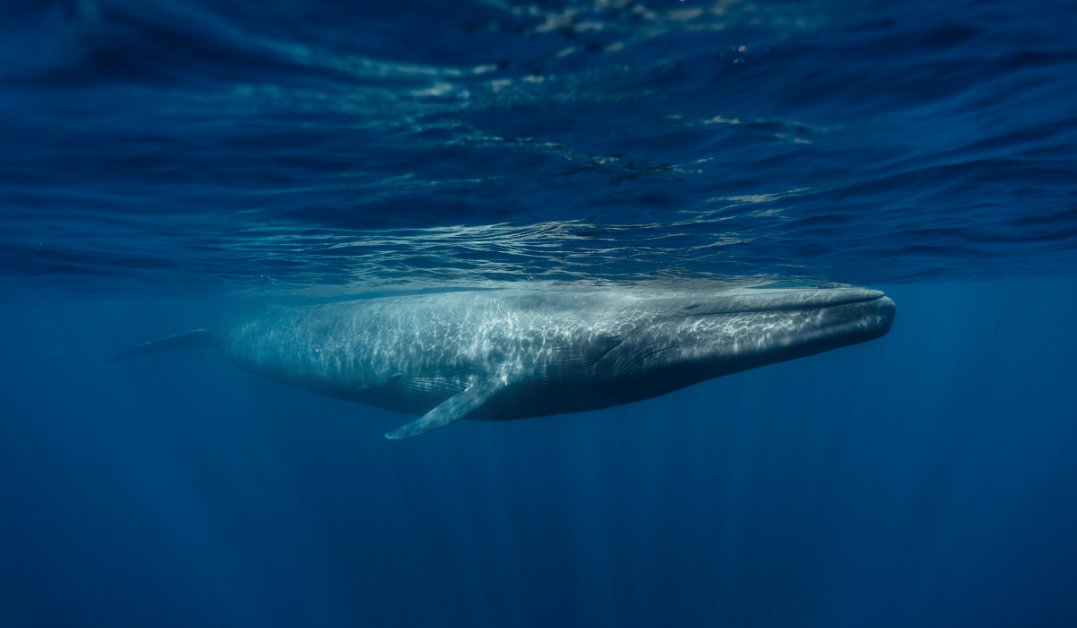 A blue whale swimming in the ocean.