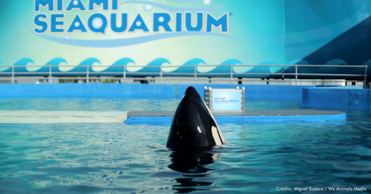 An orca captive at Miami Seaquarium.