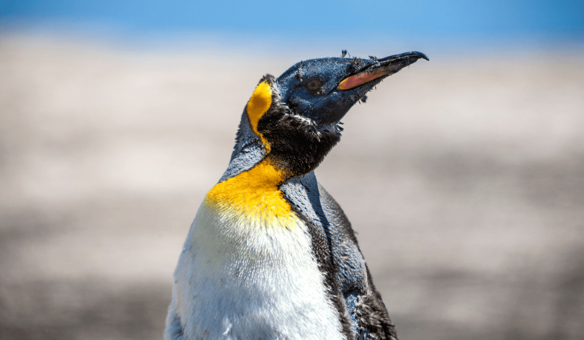 An emperor penguin molting.