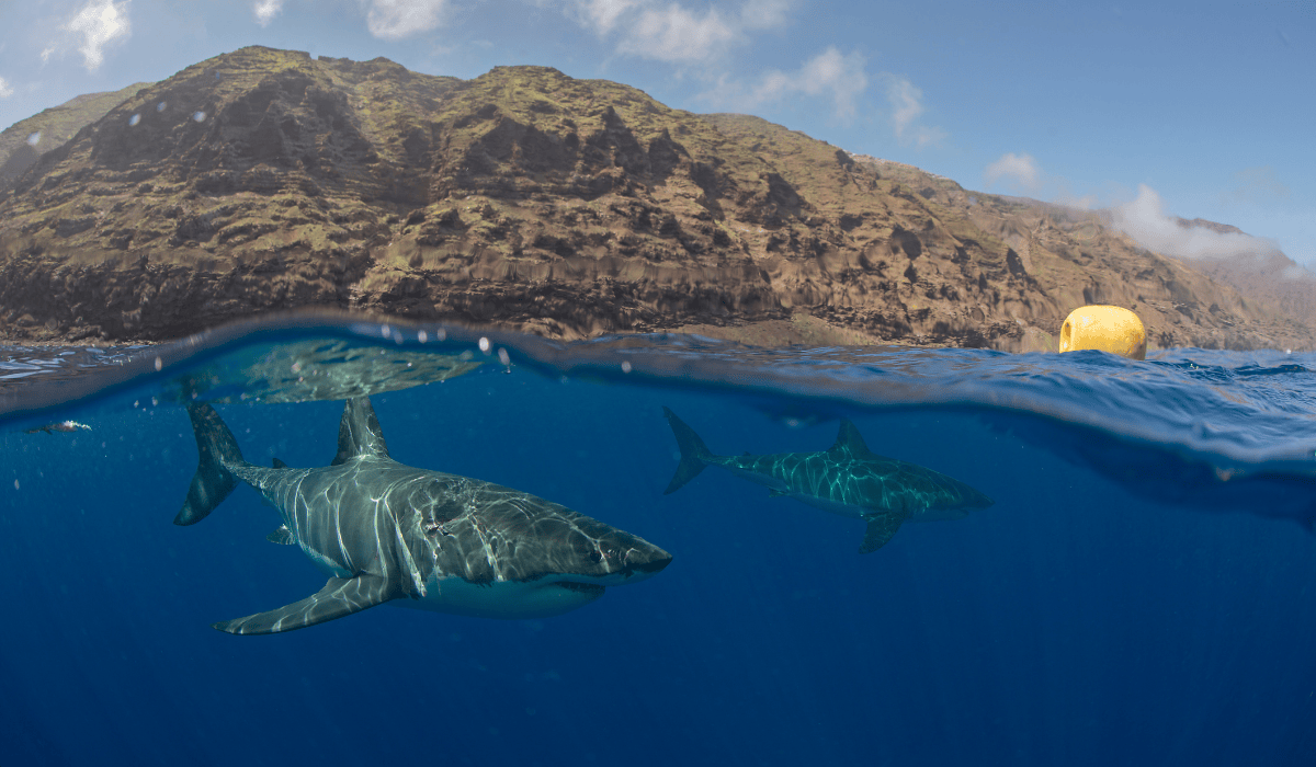 A few great white sharks swimming off the coastline with mountains in the background.