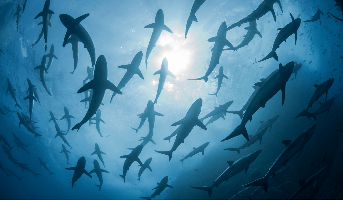 A group of sharks swimming in the ocean.