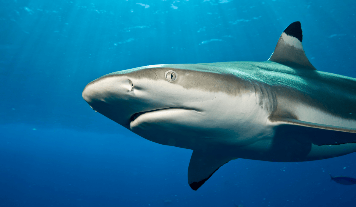 A close-up of a shark swimming in the ocean.
