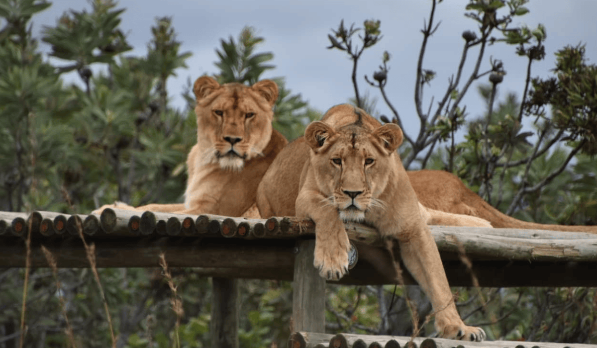 Lionesses Sara and Naija resting at their sanctuary.