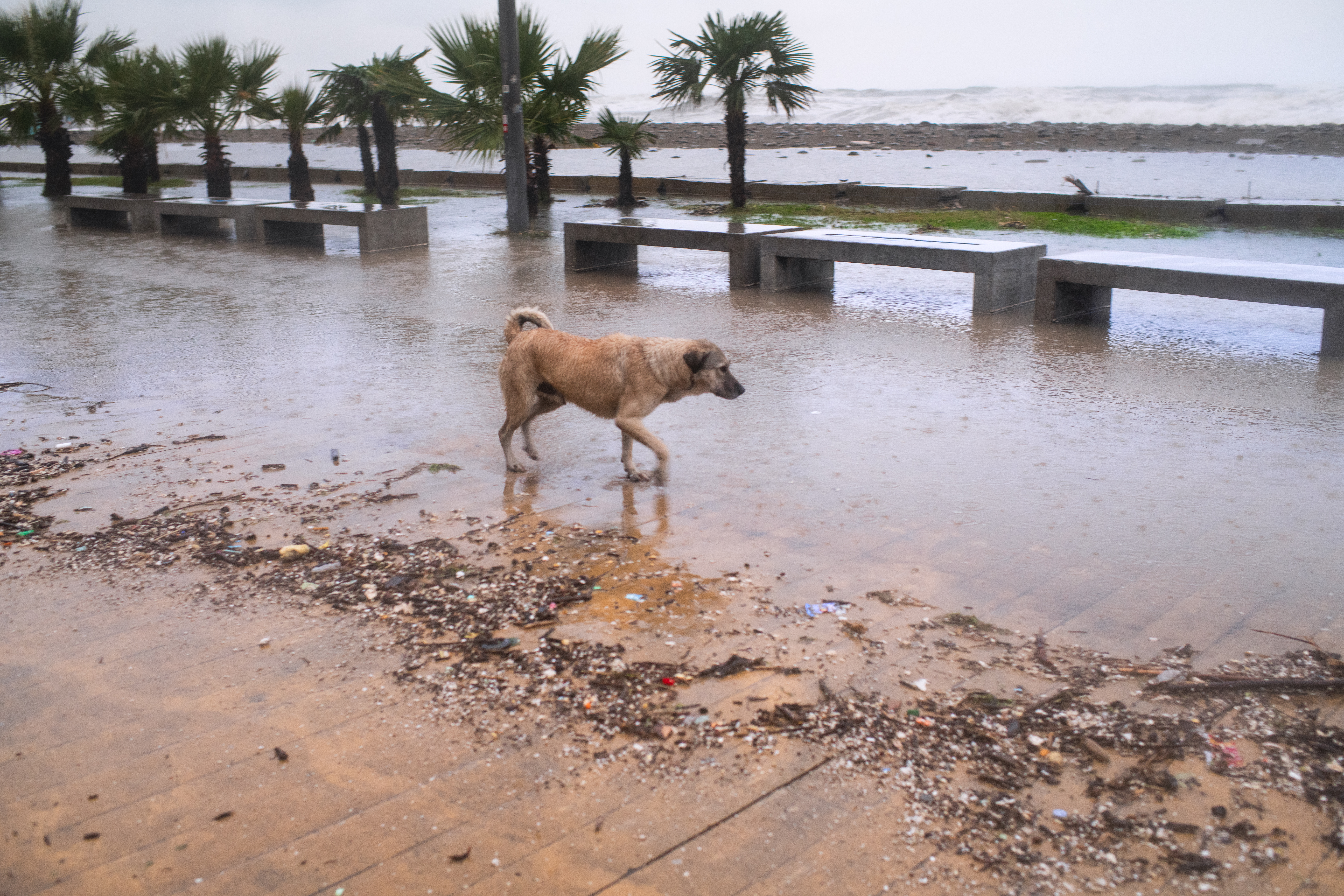 A dog in the midst of flooding from a hurricane.