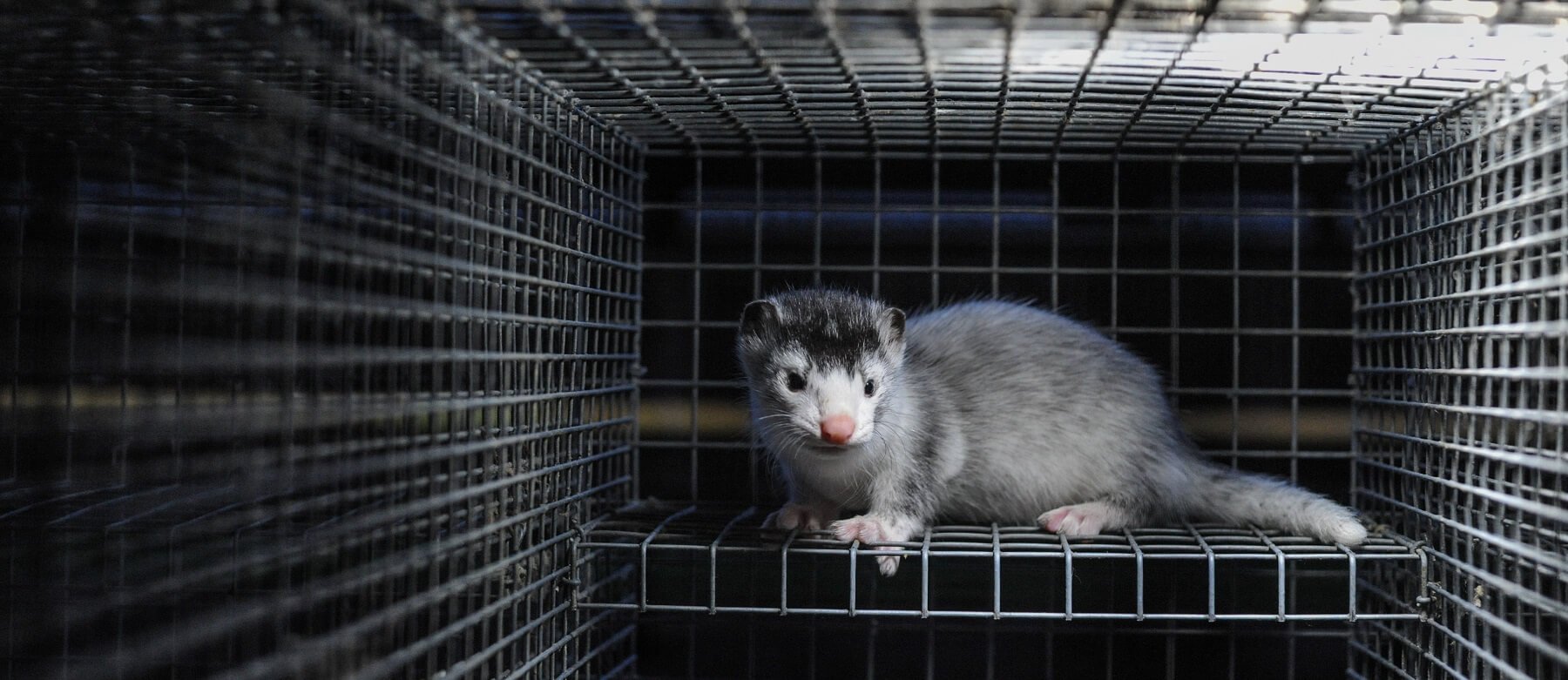  A mink in a cage on a mink farm.
