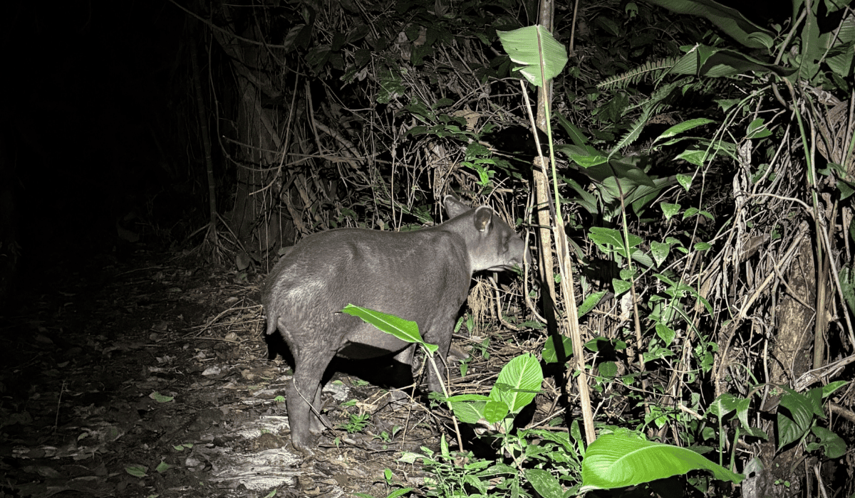 Gaia, a baby tapir at Tapir Valley Wildlife Heritage Area.