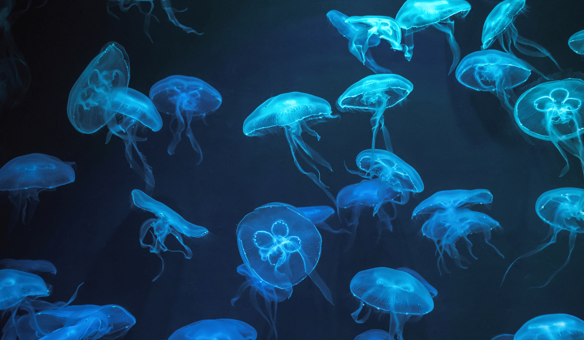 Bioluminescent jellyfish swimming in the ocean.