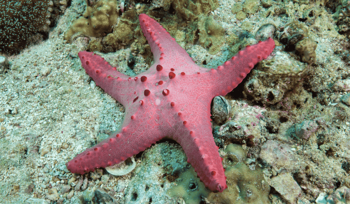 A pink starfish in the ocean.