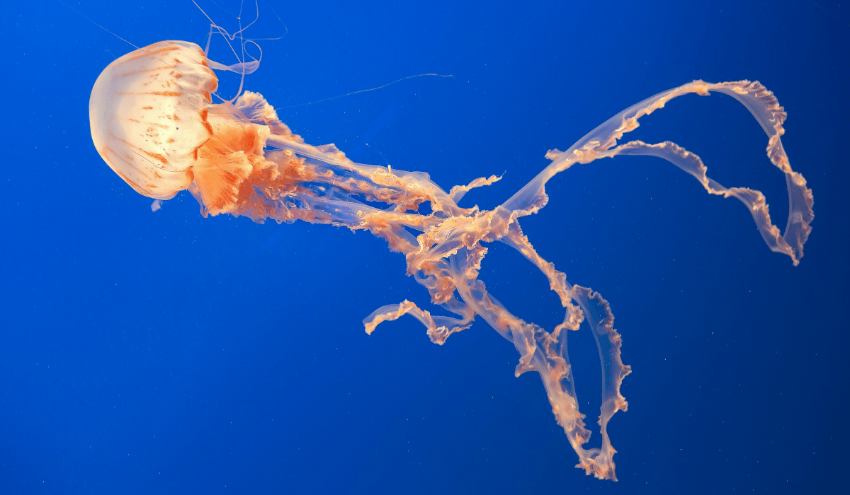 A jellyfish swimming in the ocean.