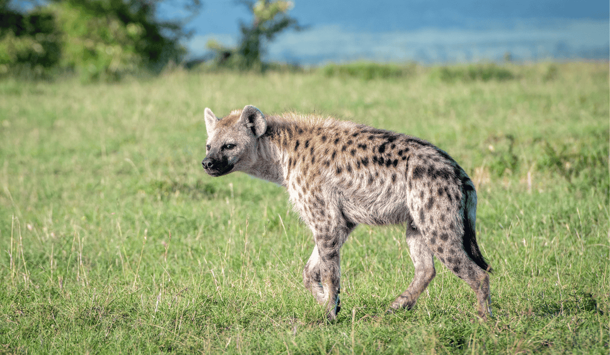 A hyena hunting in the wild.