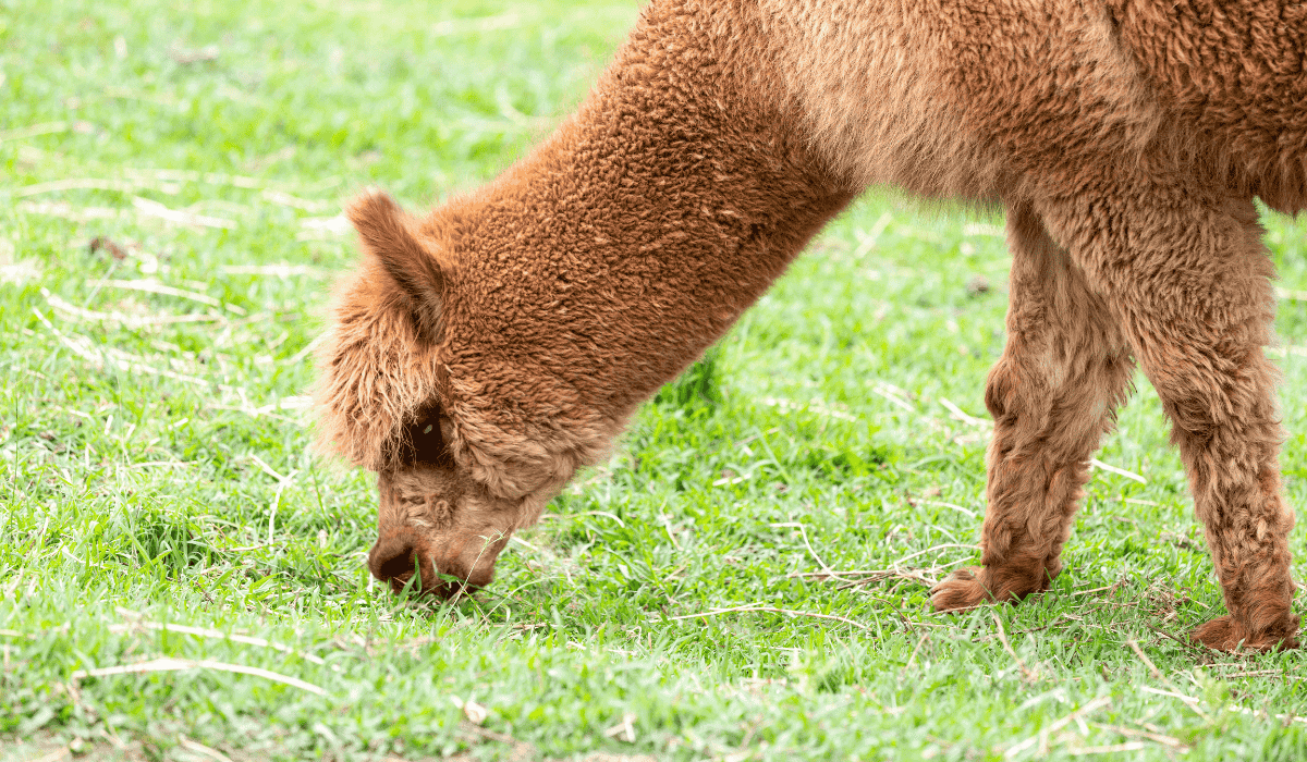 An alpaca grazing on grass in a field.