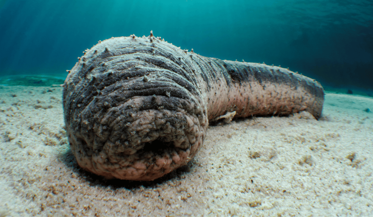 A sea cucumber on the bottom of the ocean.