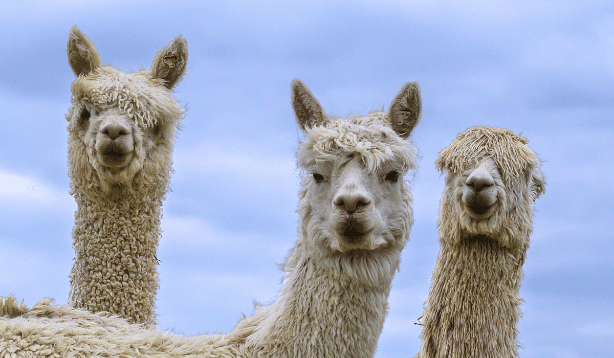 A group of three alpacas looking at the camera.