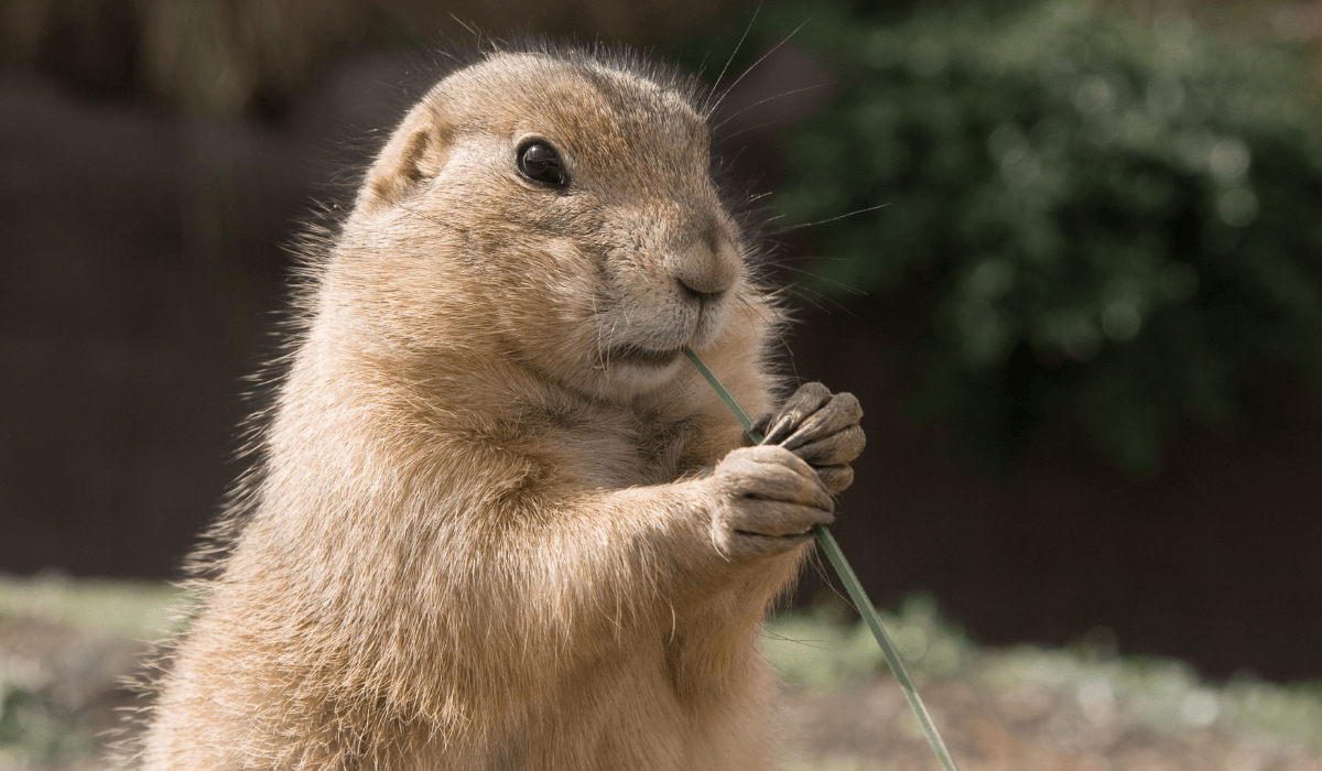A prairie dog eating a blade of grass.