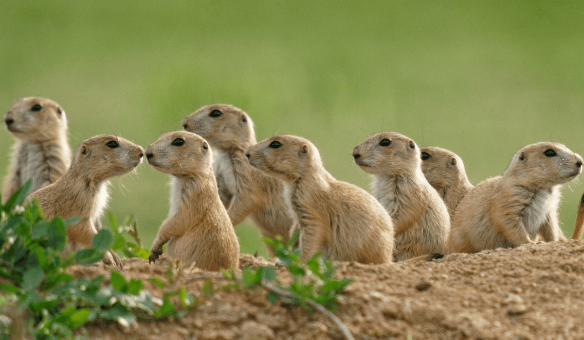 A group of prairie dogs in the wild.