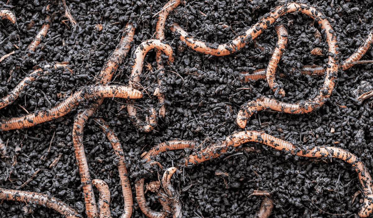 Earthworms in the dirt.