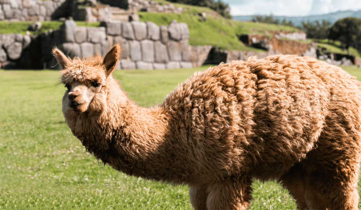 An alpaca in the wild.