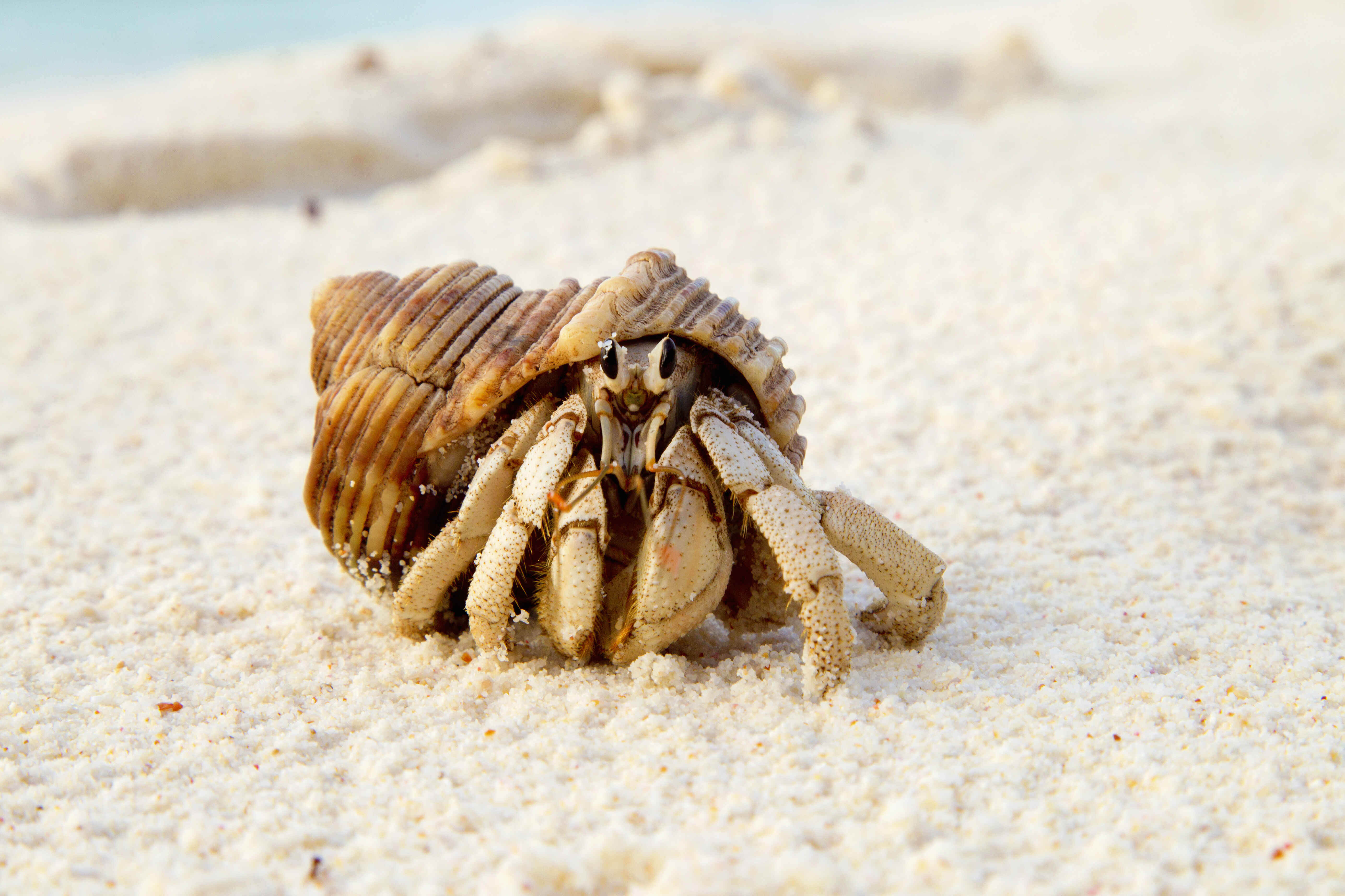 A hermit crab in a shell on the beach.