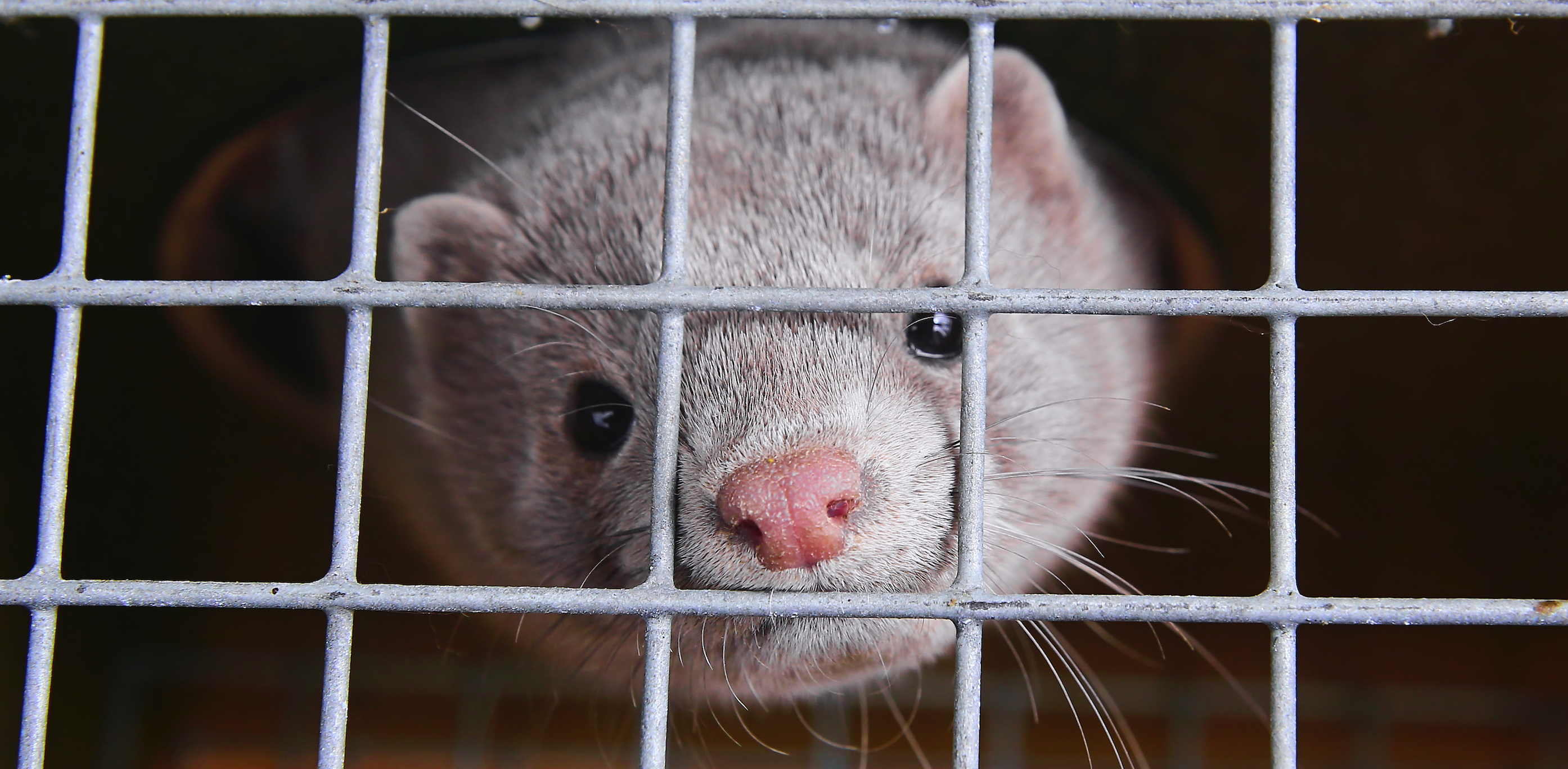 A mink in a cage.
