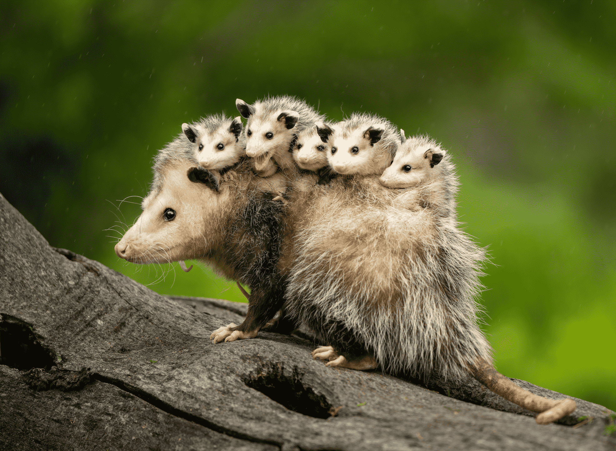 Opossum Description Opossum Description