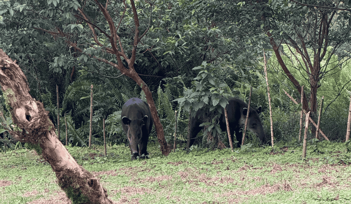 Tapirs Paco and Lola at Tapir Valley Wildlife Heritage Area.