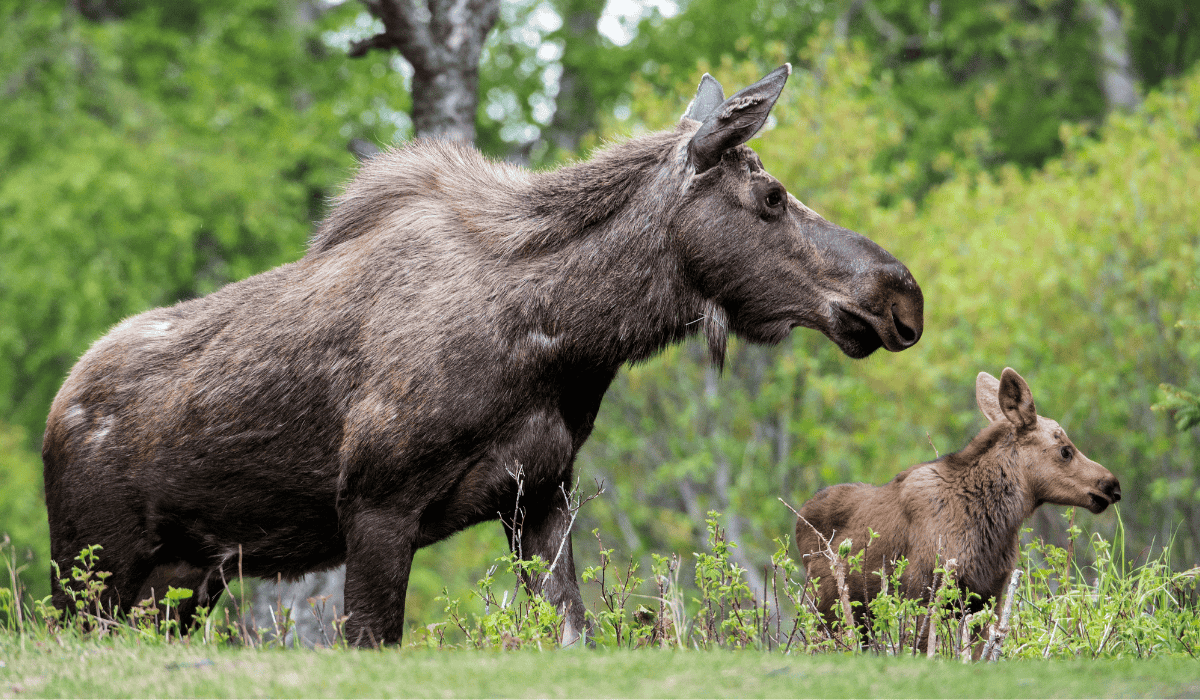 A mother moose and her calf in the wild.
