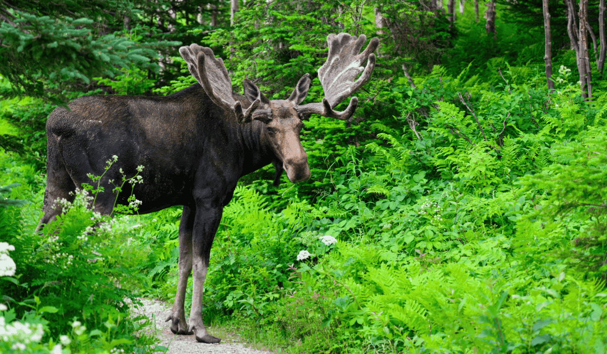 A moose in the forest.