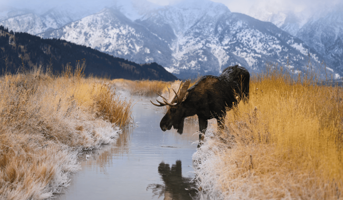 A moose drinking from a stream in the wild.