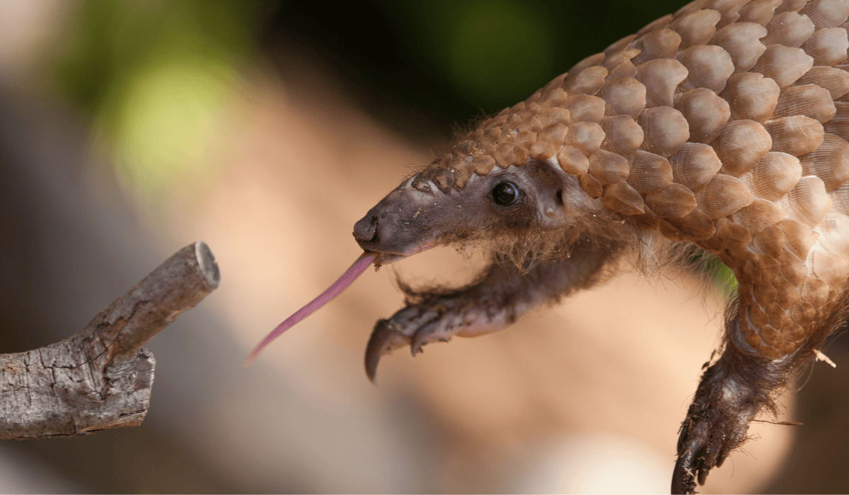 A pangolin sticking out their tongue towards a tree branch.